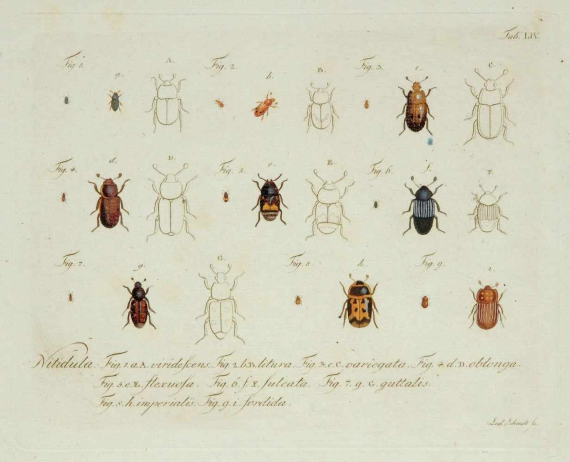 Ludwig Schmidt, 18 Käferdarstellungen aus einer Enzyklopädie. 1. H. 19. Jh.Ludwig Schmidt Erste Erw. - Bild 6 aus 6