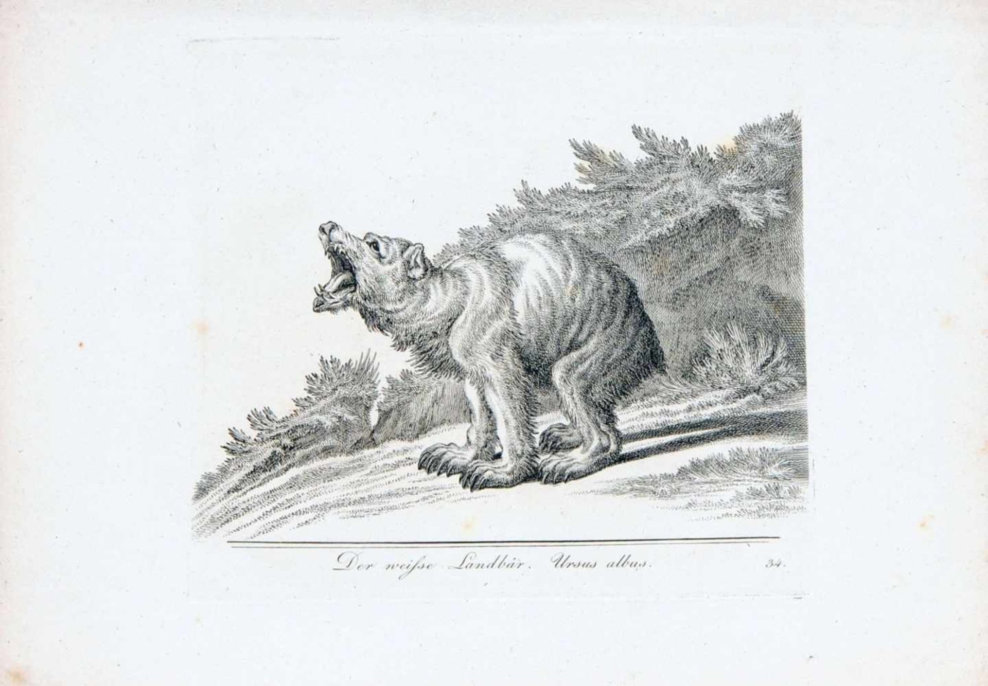 Johann Elias Ridinger "Der Schwarze Bär" / "Der weisse Landbär" / "Der Zeidelbär". 1768.Johann Elias - Image 3 of 3