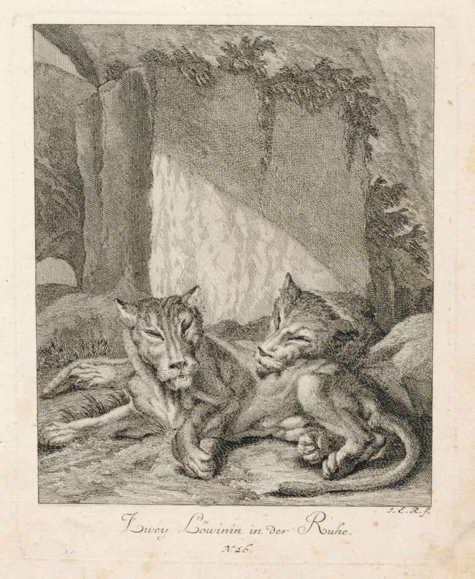 Johann Elias Ridinger, Sieben Tierdarstellungen. 1738-1740.Johann Elias Ridinger 1698 Ulm  1767