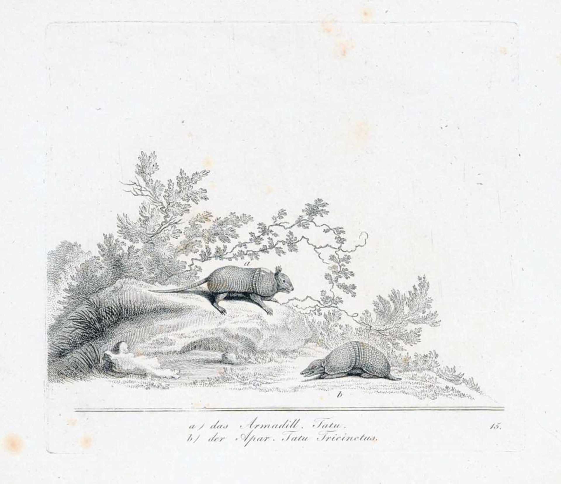 Johann Elias Ridinger "Der haarige Ameisenfresser, Das formosanische Teufelchen oder der Phatagen" / - Bild 2 aus 3