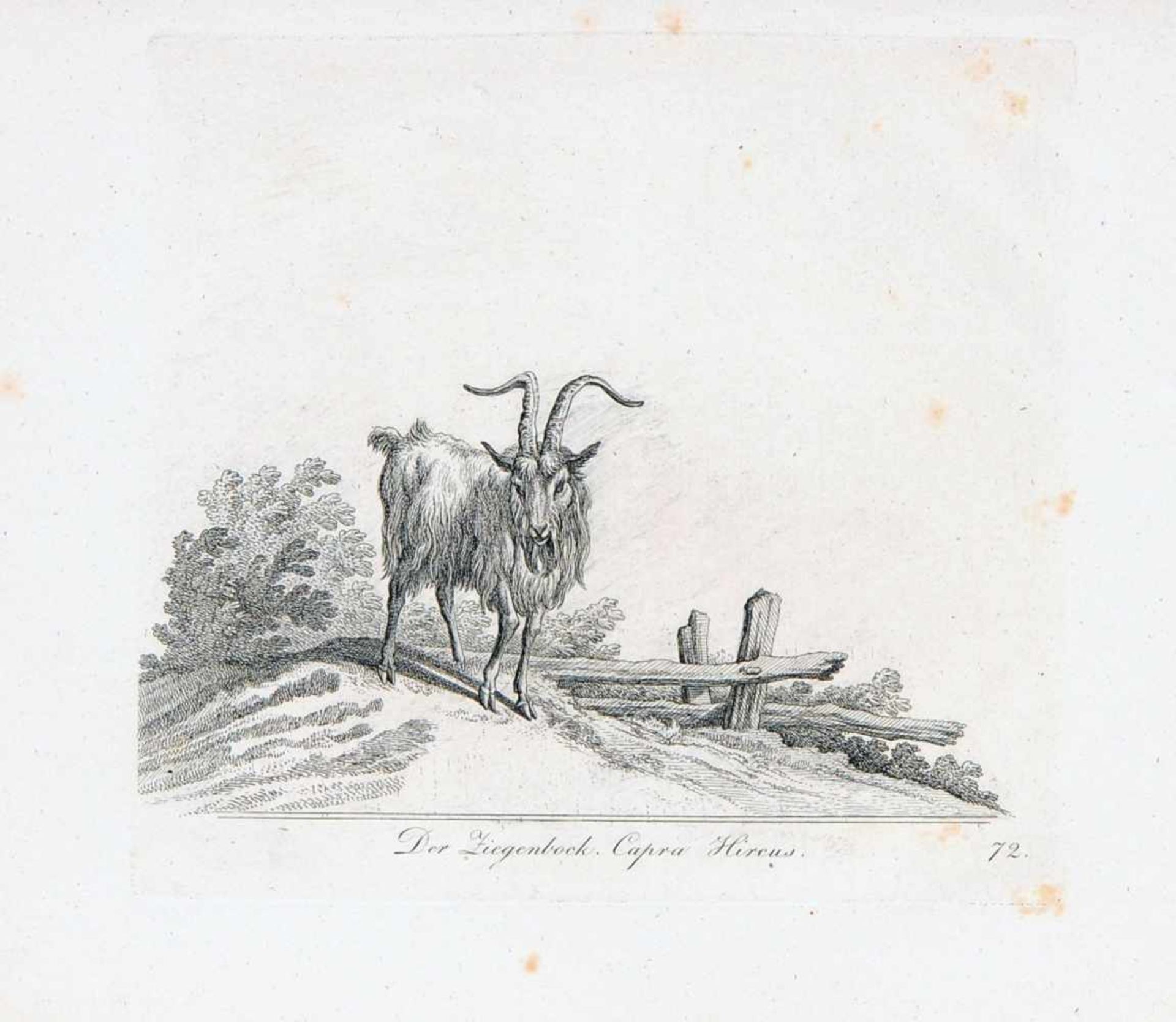 Johann Elias Ridinger "Der Ziegenbock" / "Der arabische Bock" / "Die gemeine Gazelle, Die gemeine