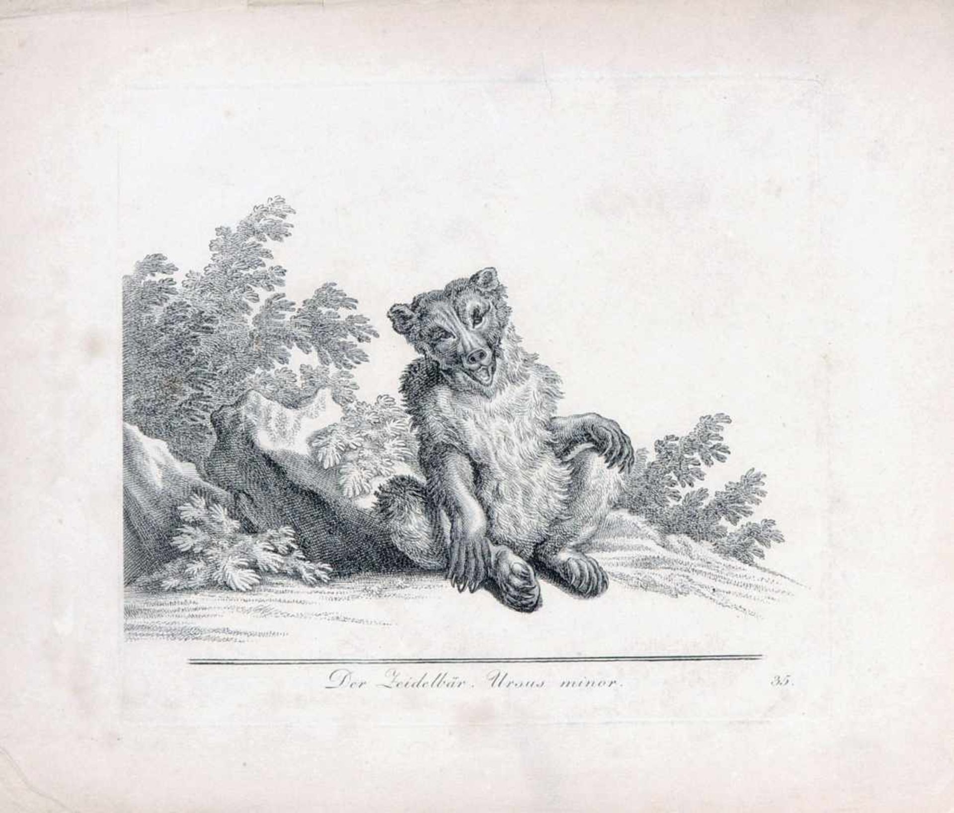 Johann Elias Ridinger "Der Schwarze Bär" / "Der weisse Landbär" / "Der Zeidelbär". 1768.Johann Elias - Image 2 of 3