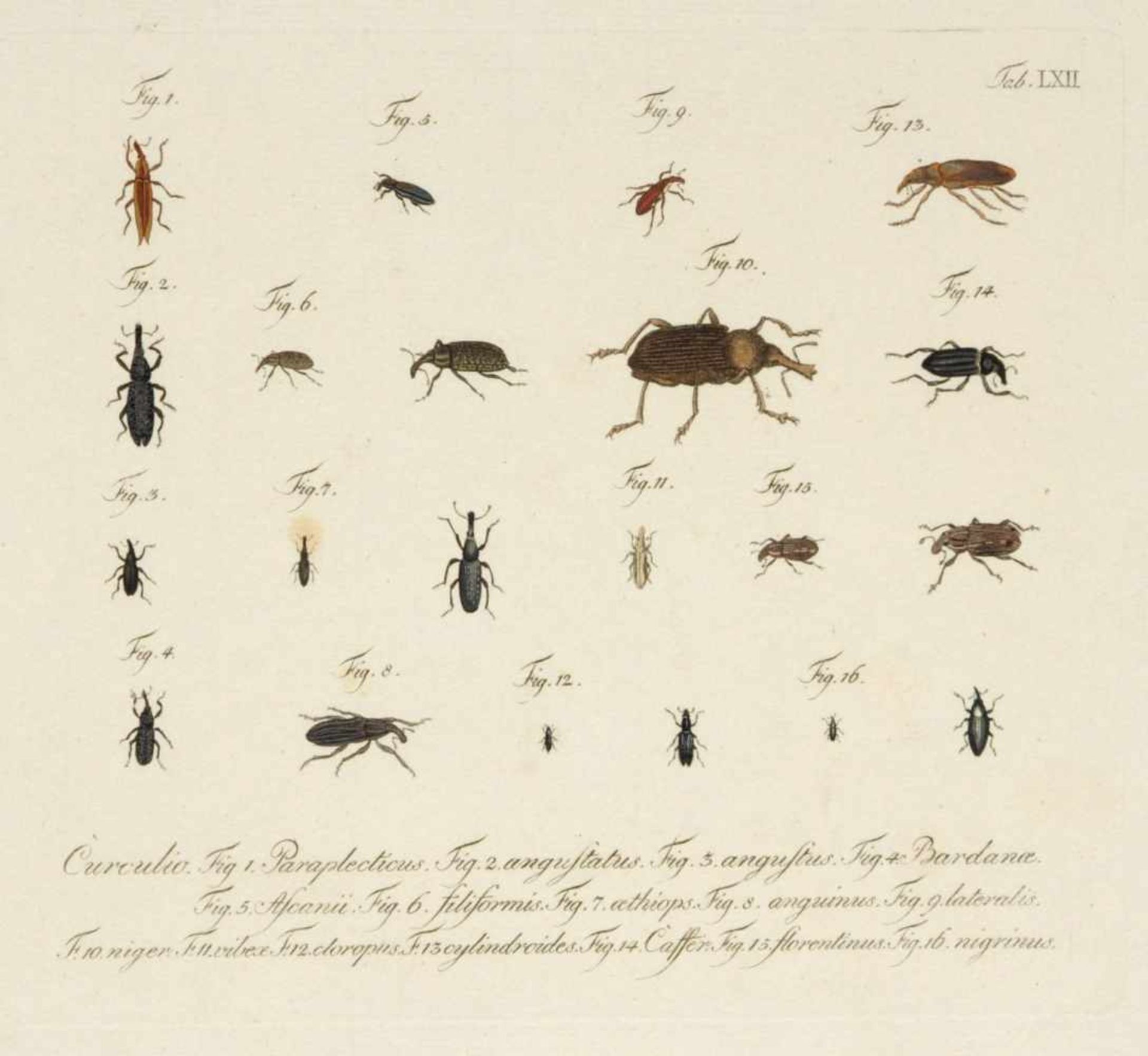 Ludwig Schmidt, 18 Käferdarstellungen aus einer Enzyklopädie. 1. H. 19. Jh.Ludwig Schmidt Erste Erw. - Bild 4 aus 6