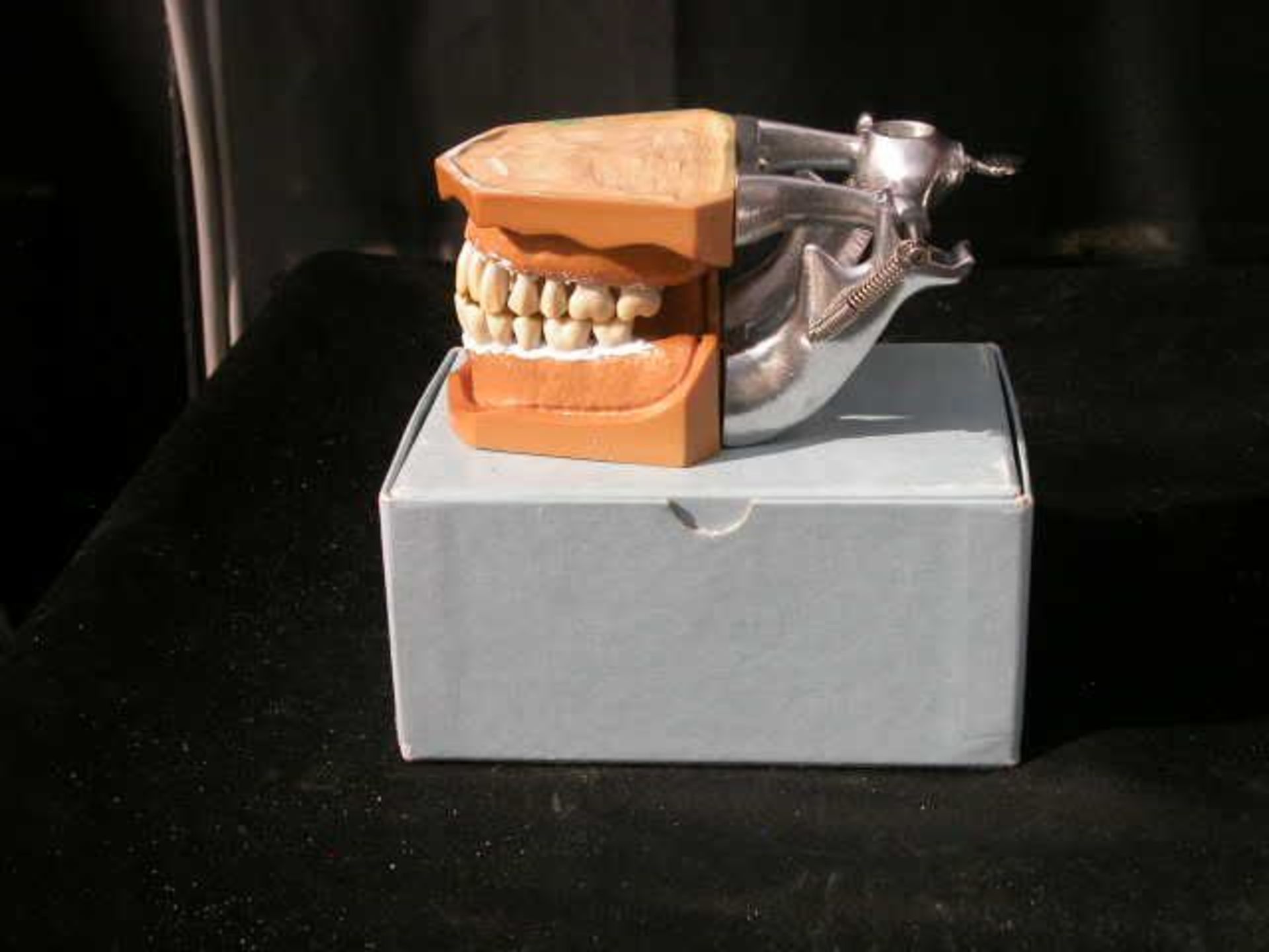 Columbia Dentiform Articulating Dental Model Removeable Teeth #5 4 Molars gone, Qty 1, 221087383782 - Image 2 of 3