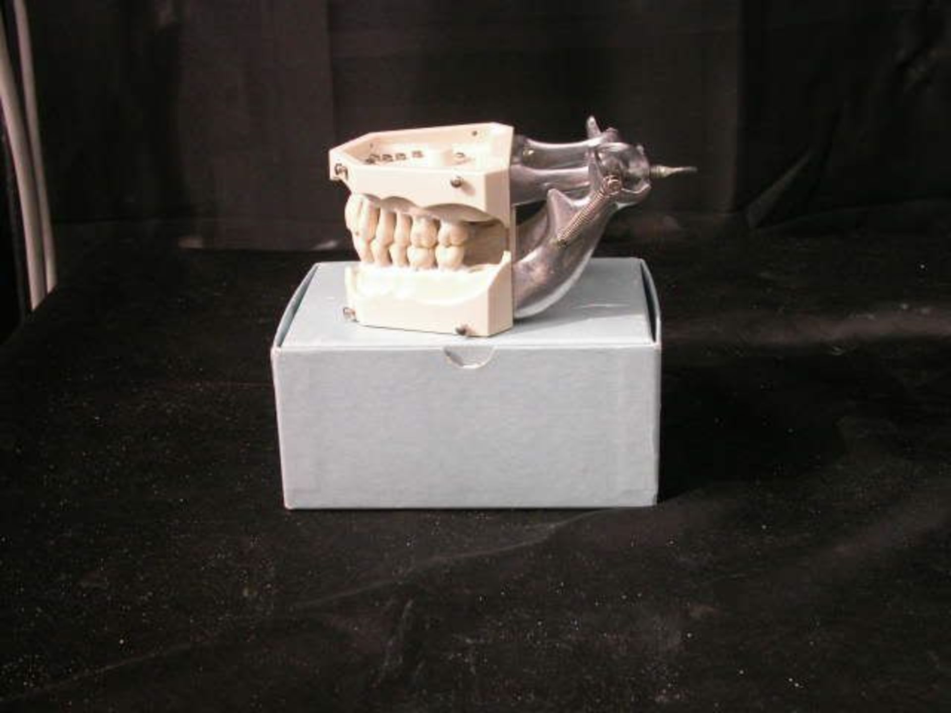 Columbia Dentiform Articulating Dental Model Removeable Teeth #2 4 Molars Gone, Qty 4, 330772226991 - Image 2 of 4