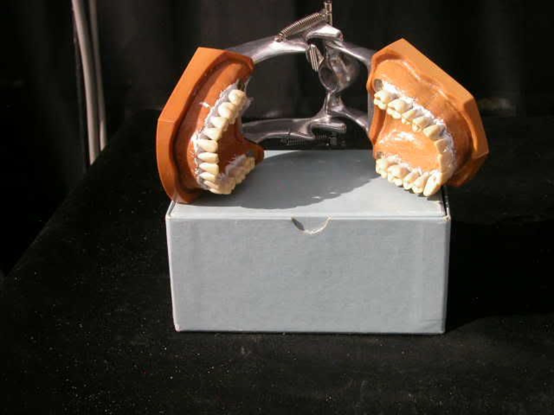 Columbia Dentiform Articulating Dental Model Removeable Teeth #5 4 Molars gone, Qty 1, 221087383782 - Image 3 of 3