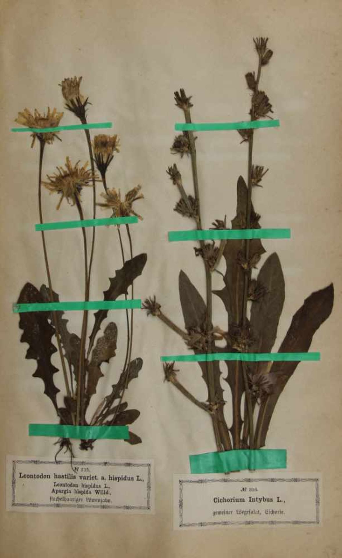 Botanik. - Herbarium. -Roth, Christian Wilhelm:Landwirthschaftliche Pflanzensammlung, enthaltend 400 - Bild 6 aus 7