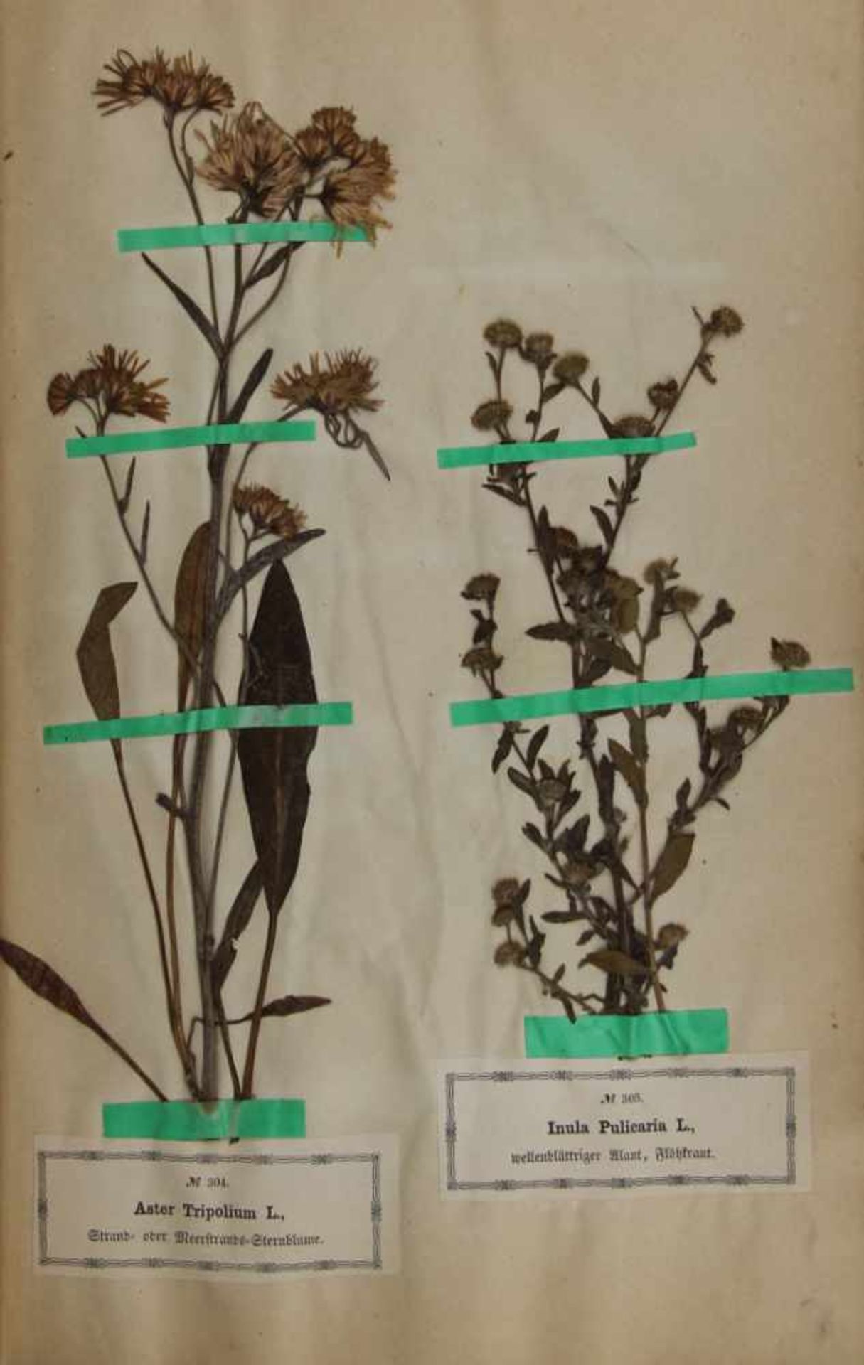 Botanik. - Herbarium. -Roth, Christian Wilhelm:Landwirthschaftliche Pflanzensammlung, enthaltend 400 - Bild 7 aus 7