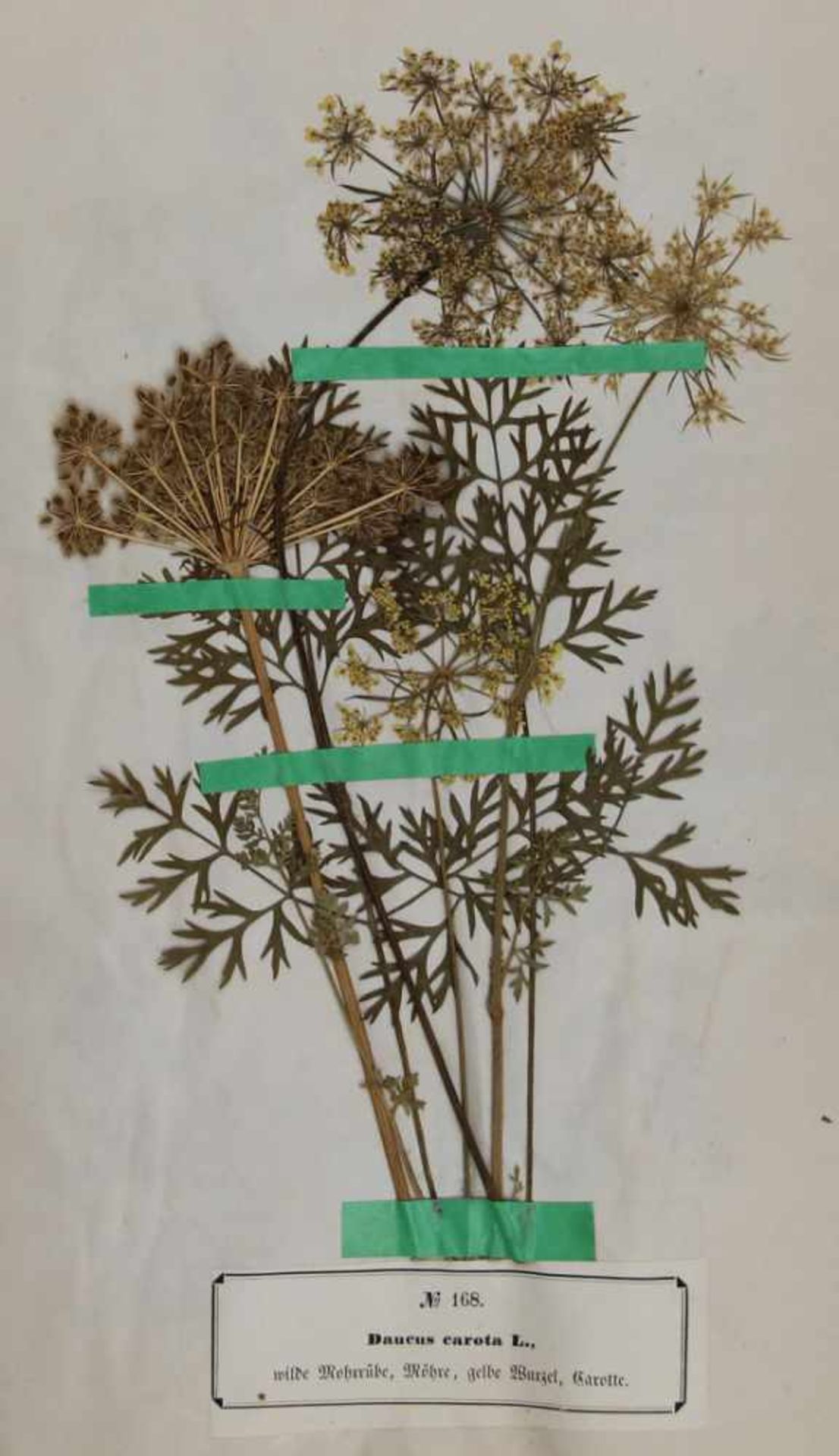 Botanik. - Herbarium. -Roth, Christian Wilhelm:Landwirthschaftliche Pflanzensammlung, enthaltend 400