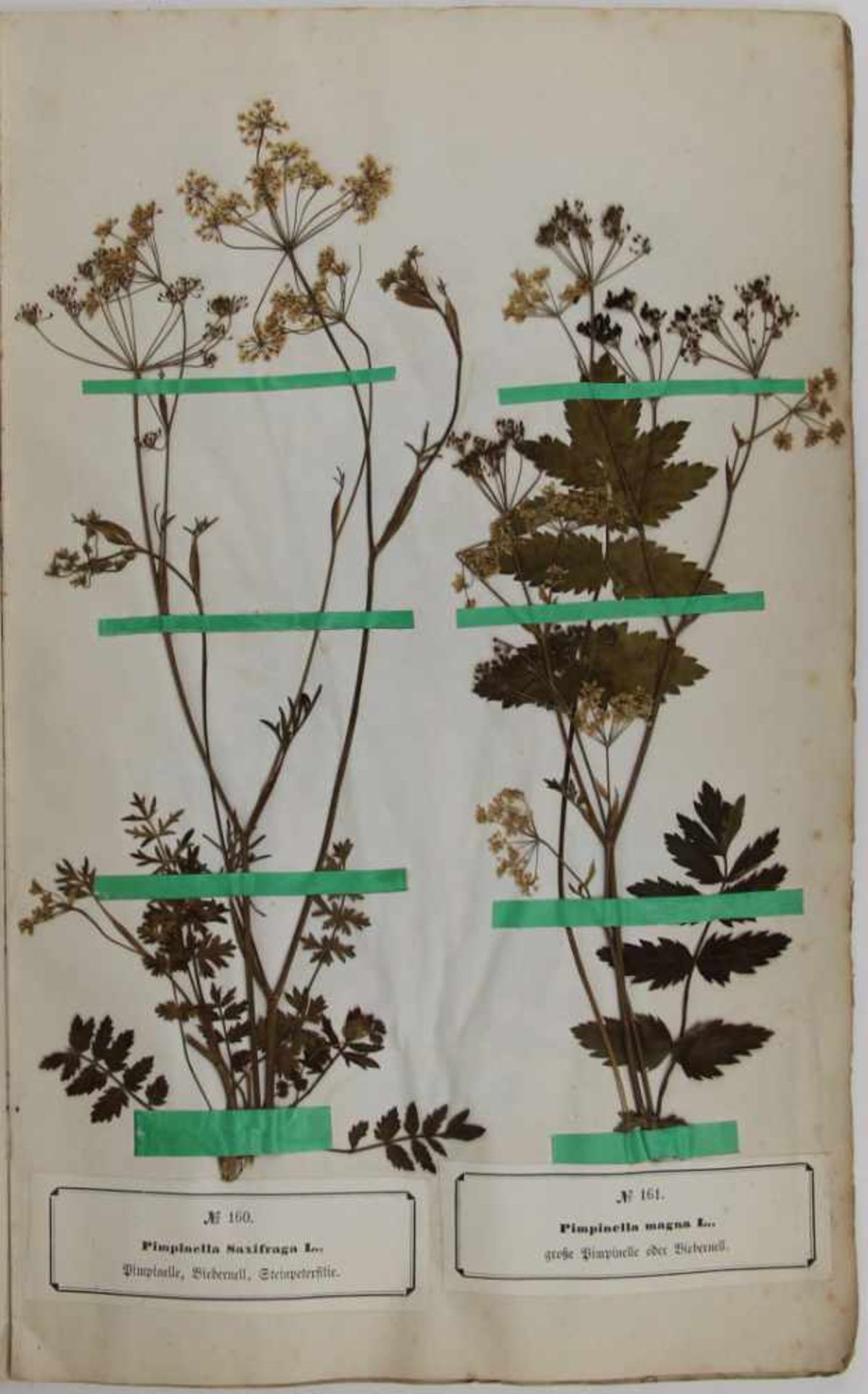 Botanik. - Herbarium. -Roth, Christian Wilhelm:Landwirthschaftliche Pflanzensammlung, enthaltend 400 - Bild 5 aus 7