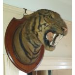 A large 19th Century wall mounted Taxidermy of a roaring Tiger.