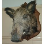 A really good 19th Century Taxidermy head figure of a Boar.