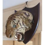 A large 19th Century wall mounted Taxidermy of a roaring Tiger.