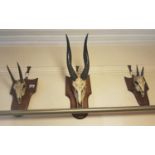 A quantity of Taxidermy Antlers and Skulls.