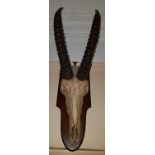 A Taxidermy Study of an Antelope/ Impala Skull and Horns.