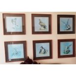 A set of six Coloured Prints of Birds of Prey after P Welch. 38 x 38cm. Framed.