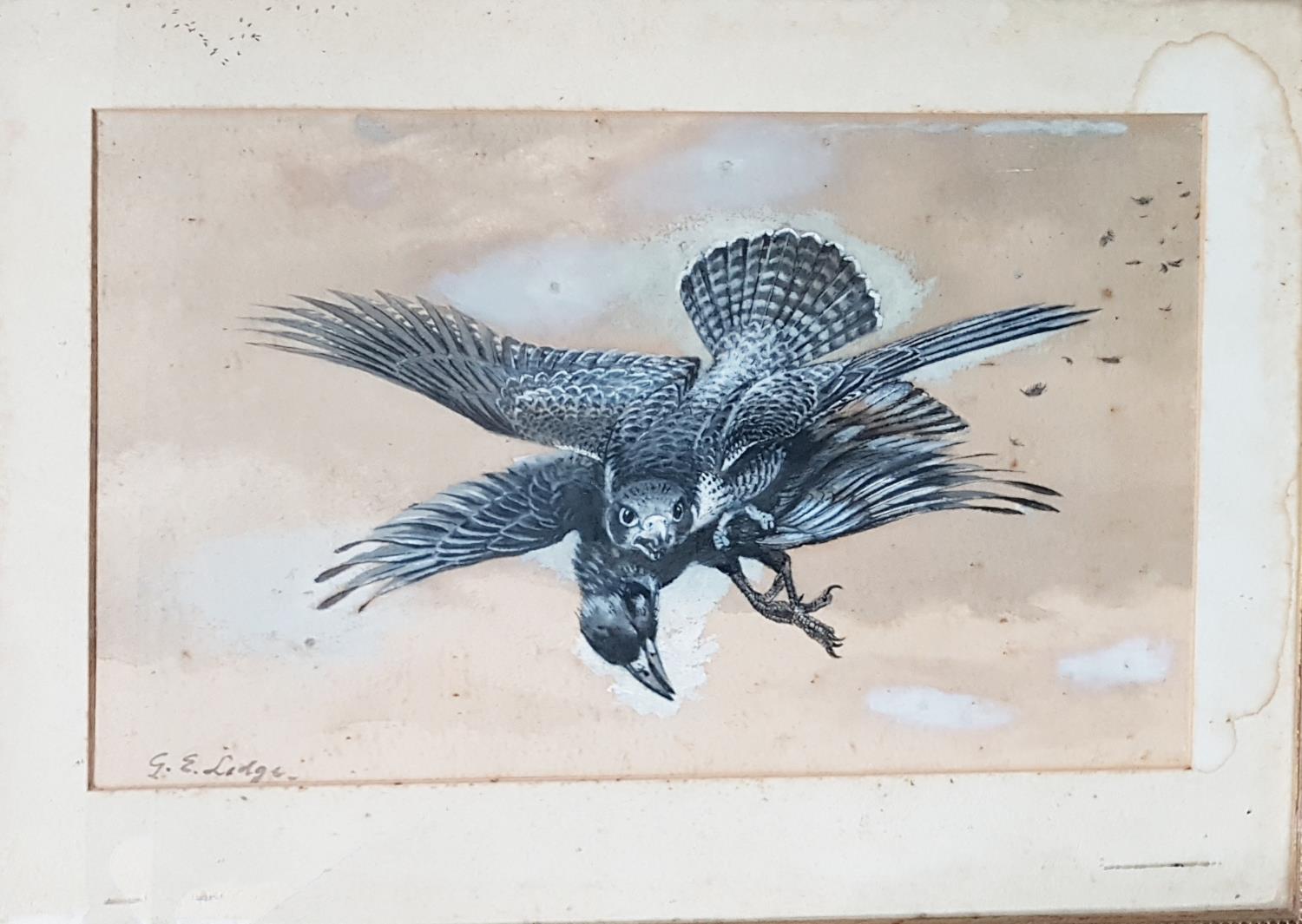 Three 19th Century Watercolours of Birds. - Image 3 of 6