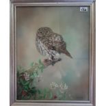 An Oil on Board of an Owl by M Madian. Signed LR.