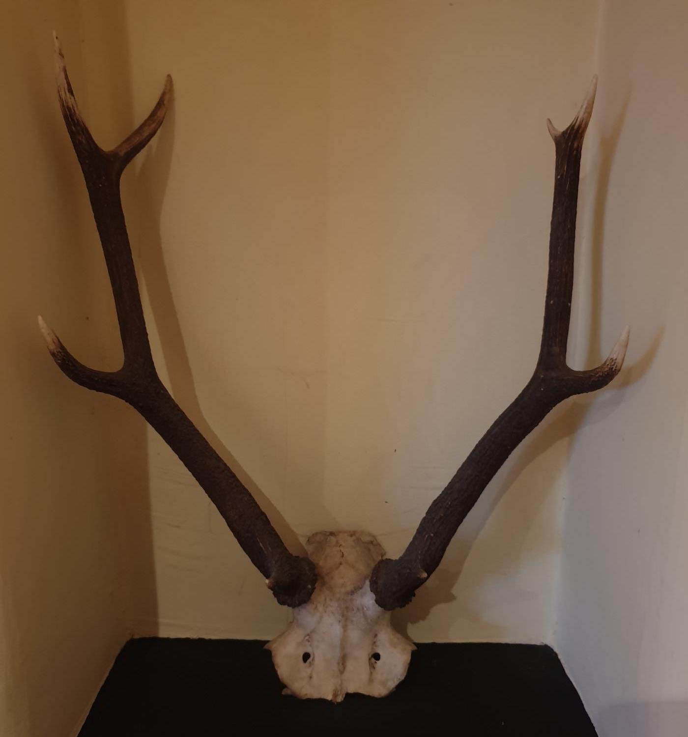 A set of Antlers.