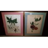 A set of four coloured Still Life Prints.