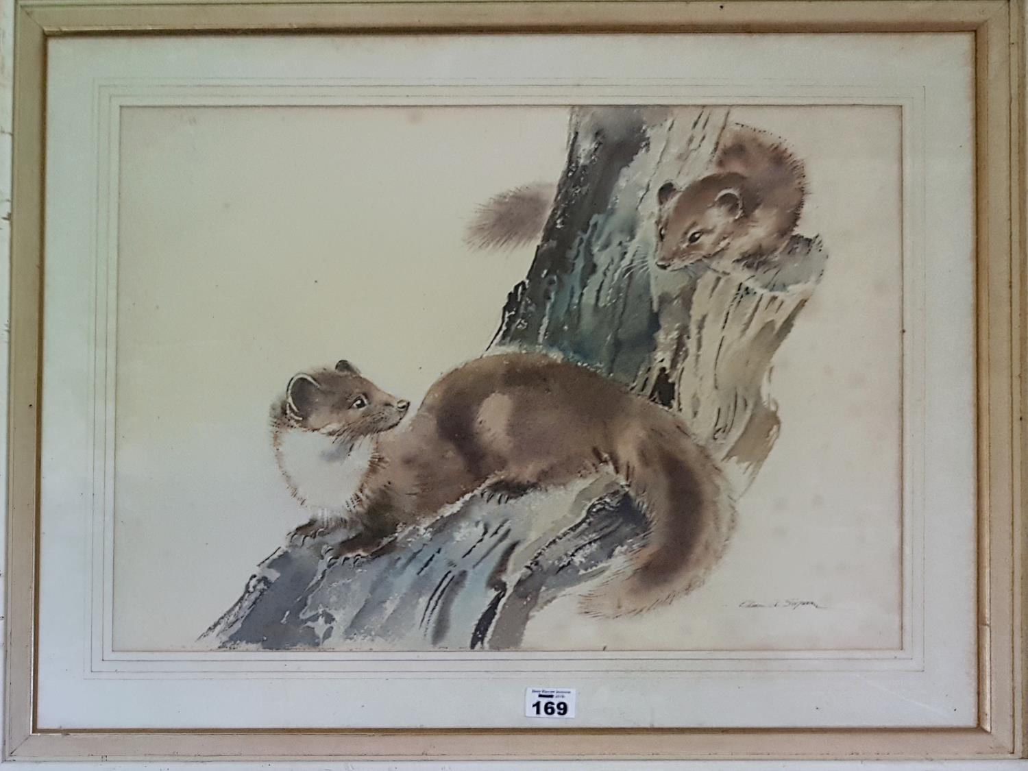 A 20th Century Watercolour of a Stoat. Signed LR.