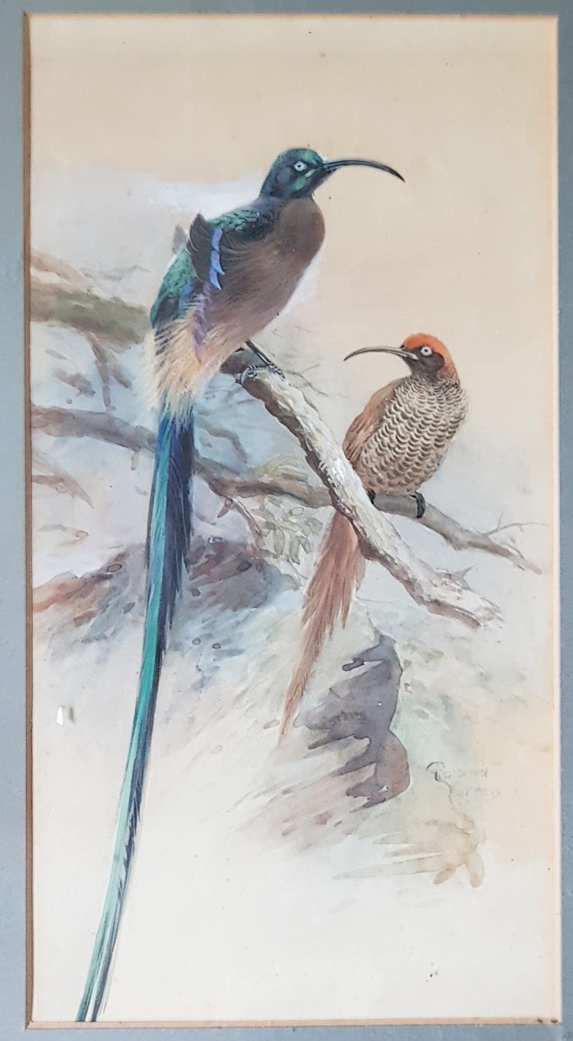 Three 19th Century Watercolours of Birds. - Image 5 of 6