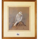 A good Pastel of a bird of prey. Monogrammed PR. LR. 20cm.