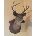 A 19th Century Taxidermy of a Stag with eight points.