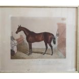 A 19th Century Coloured Print 'Beeswing'. In original Oak frame.size 84 x 72cms.