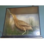 A Taxidermy study of a Yellow Bittern in a naturalistic setting mount by W J Connotty, Dame