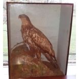 A very large cased Taxidermy of a Golden Eagle.