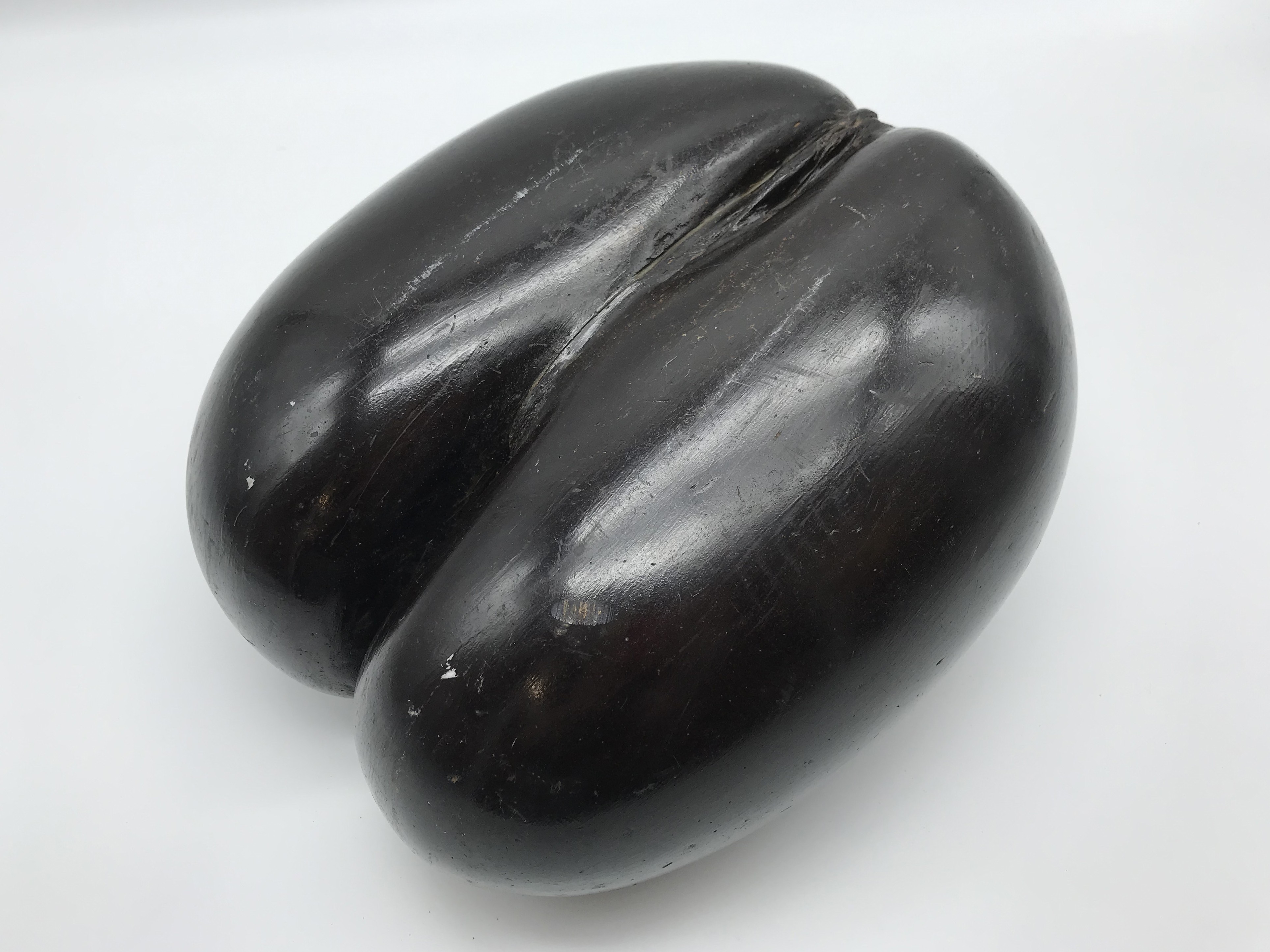 COCO DE MER NUT SEED POLISHED - Image 3 of 4