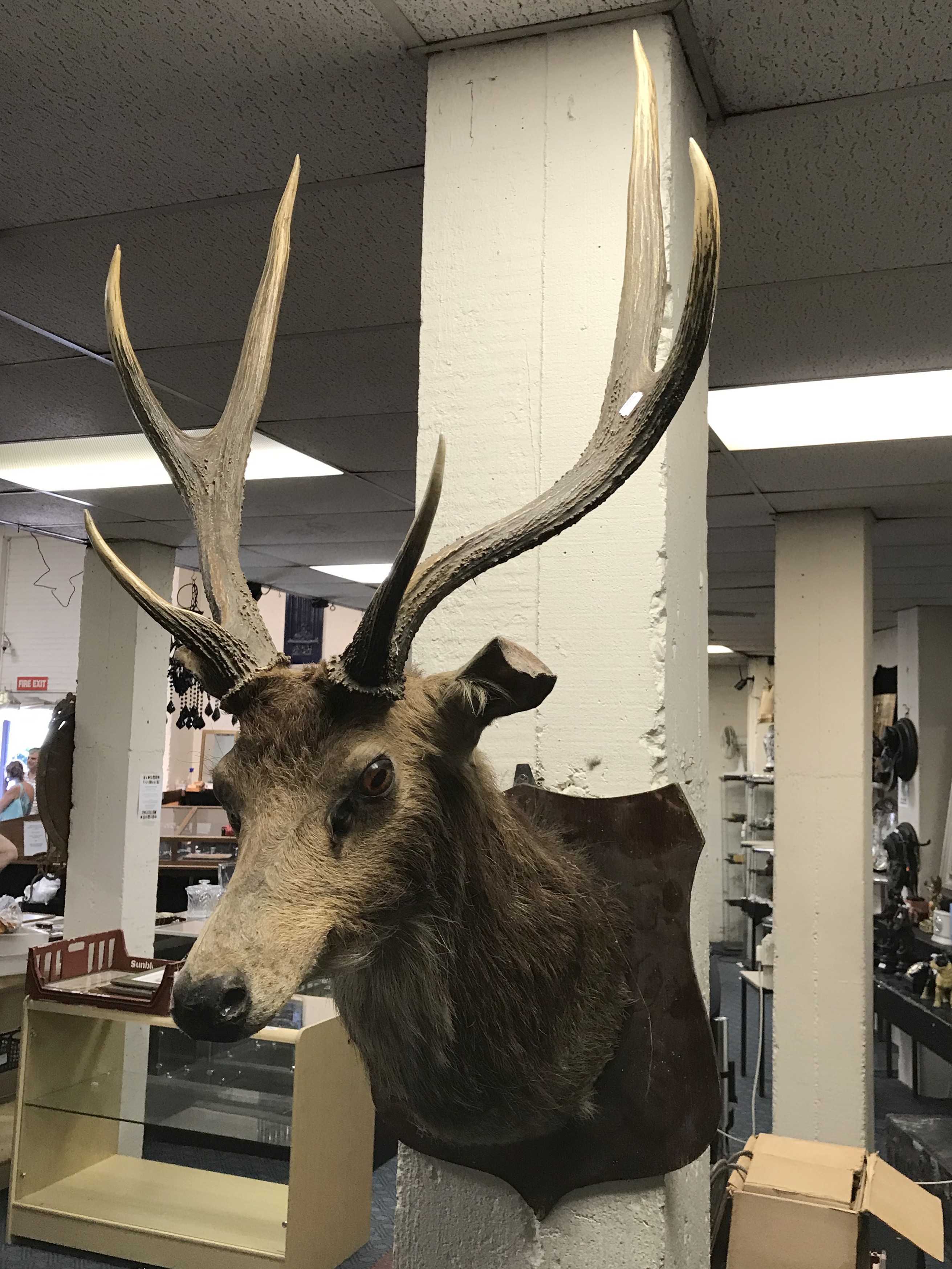 STAG MOUNTED BUST - Image 3 of 5