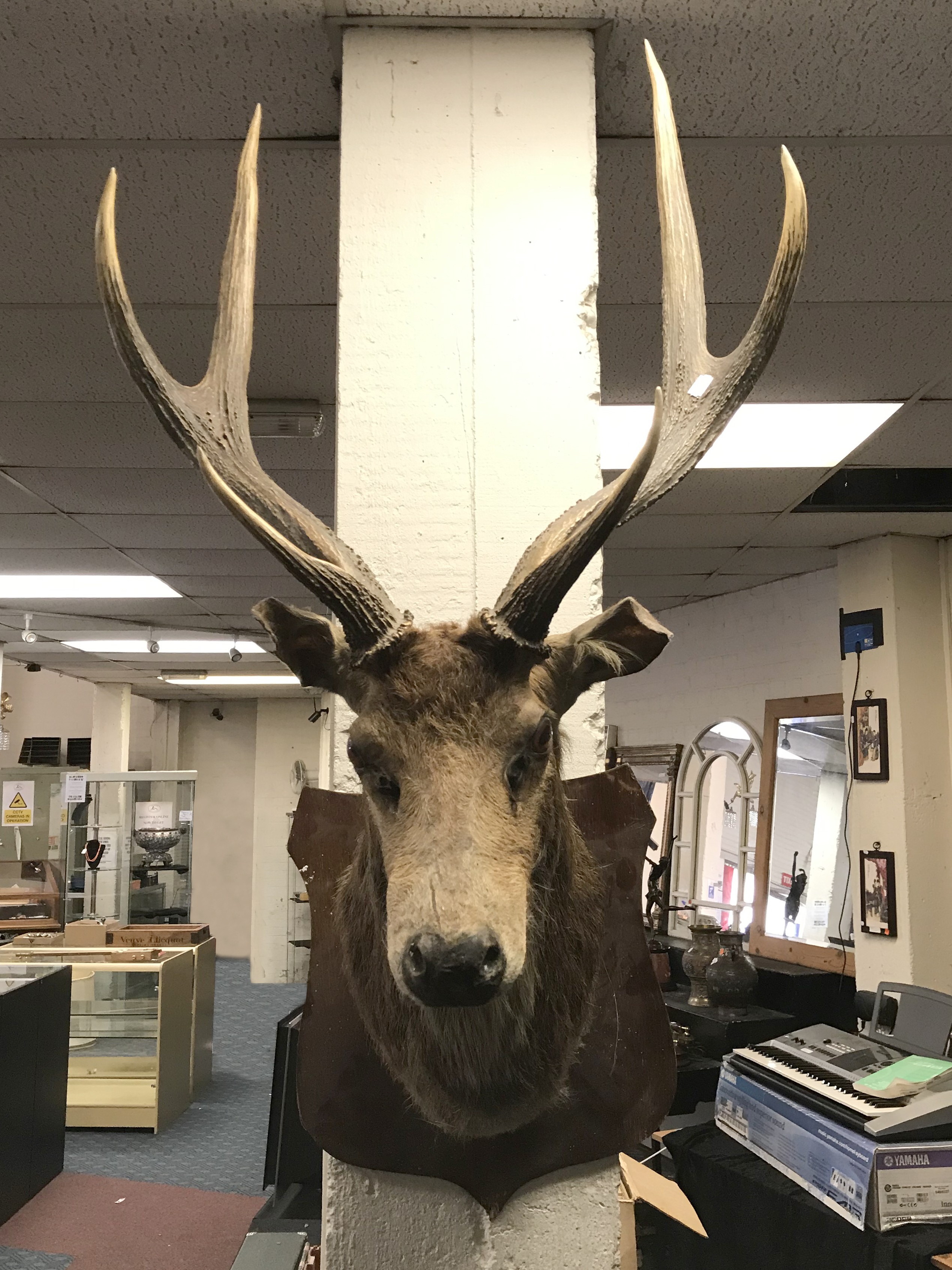 STAG MOUNTED BUST - Image 4 of 5