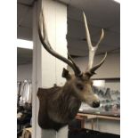 STAG MOUNTED BUST