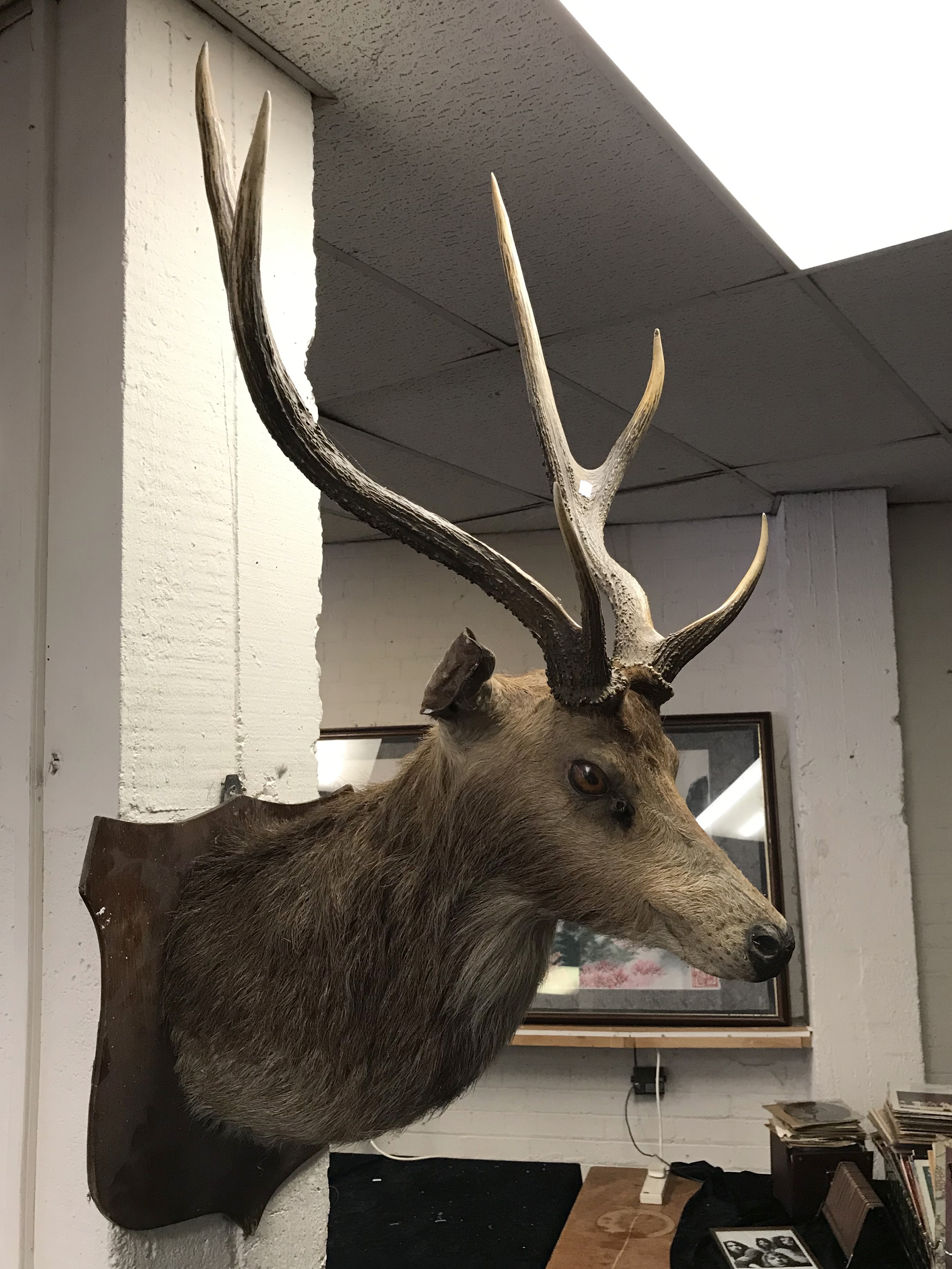 STAG MOUNTED BUST - Image 2 of 5