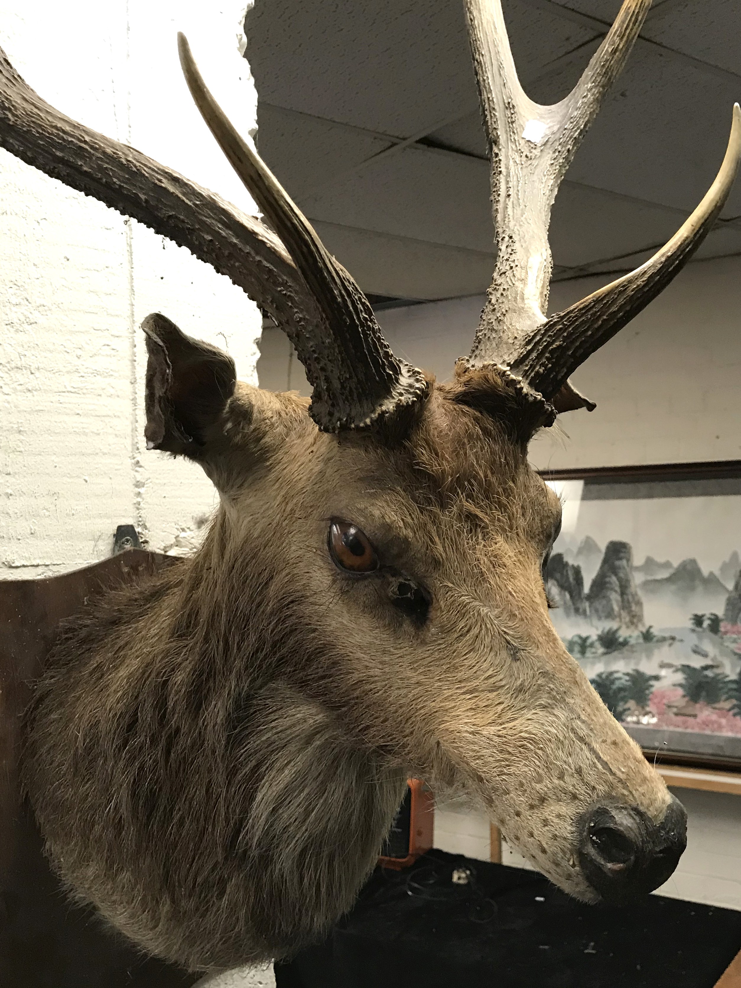 STAG MOUNTED BUST - Image 5 of 5