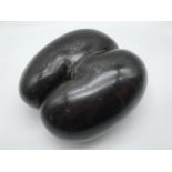 COCO DE MER NUT SEED POLISHED