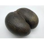 COCO DE MER NUT SEED