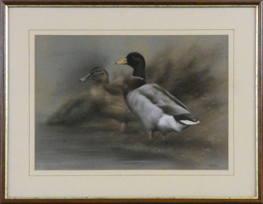 John Naylor (b.1960 - ), "Mallard", pastel, signed lower right hand corner, 29 x 42 cm, mahogany