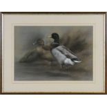 John Naylor (b.1960 - ), "Mallard", pastel, signed lower right hand corner, 29 x 42 cm, mahogany