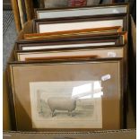 Ten various Victorian prints of sheep, mainly Leicestershires