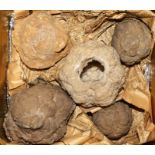 A tin containing four quartz nodules and a fossil