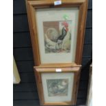 Two chicken and cockeral prints in pine frames