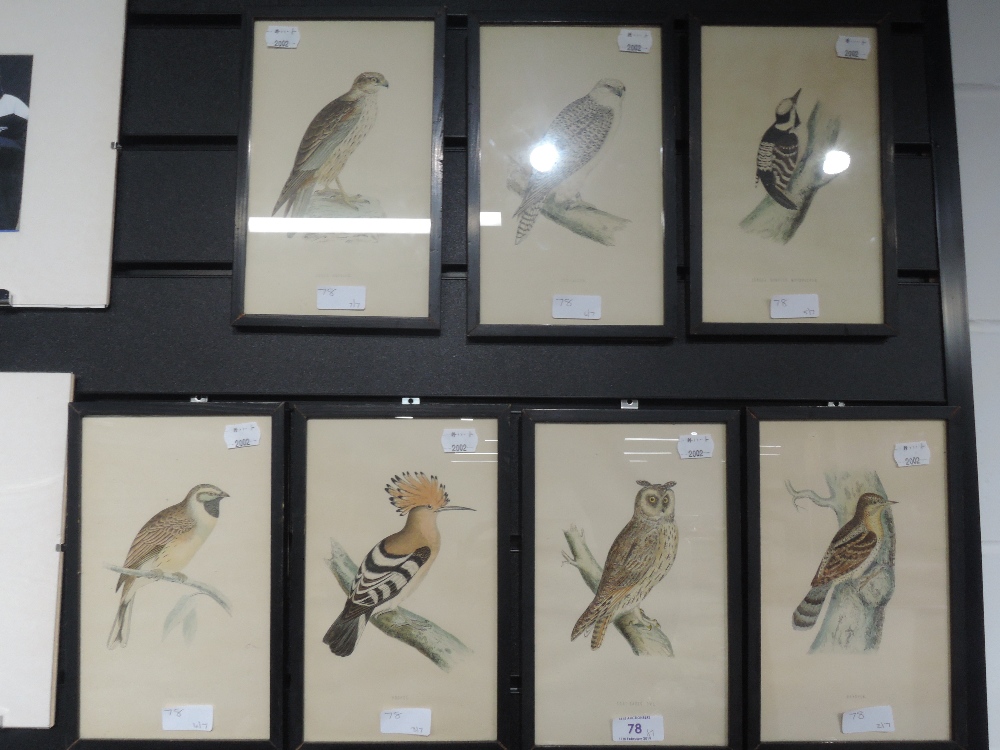 A selection of full colour prints relating to birds and ornithology