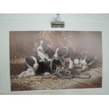 A full colour print of Sheep dog puppies in farm barn after Michael Jackson titled playtime signed