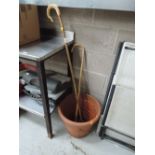 A horn handled shepherds crook and a walking cane in a planter