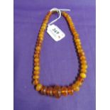 A short string of graduated oval amber beads with yellow metal clasp, approx 15' & 20.5g