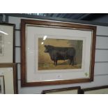 A full colour print of black bull 1907