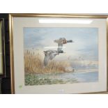 An original water colour of duck in flight after C David Johnson 1977